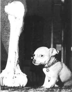 nuevo 11.jpg (7837 bytes)